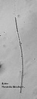 NE002 0061 Leptolyngbya boryana_40X_2.jpg
