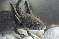 MASM08005 Ambystoma mexicanum.jpg