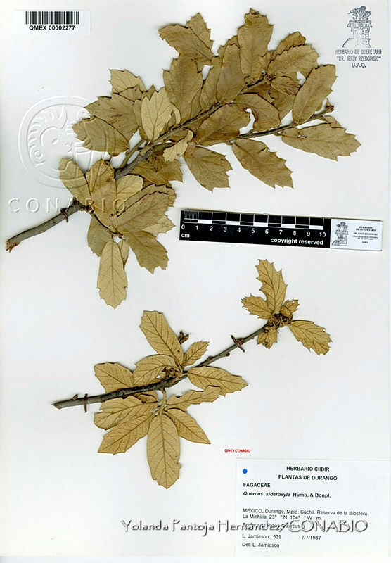 Quercus (Quercus) sideroxyla
