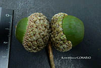 ME010 KV 01879 Quercus peduncularis Née, 1801_.JPG