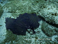 SAFA0095  Gorgonia flabellum.JPG