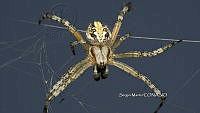 SM0322 Neoscona oaxacensis.jpg