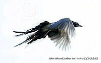 AAKVDH 0005 Cyanocorax colliei.JPG