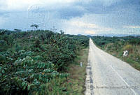 EHX0329 Zea mays.JPG