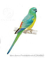 MAPM1280 Perico dorsirojo.jpg