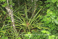 HVBR0060 Bromelia pinguin.JPG