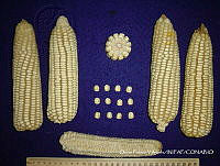 SinOPV239 Zea mays.jpg