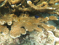 NE018 0454 Acropora palmata.jpg