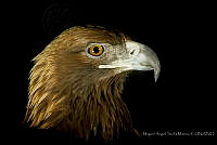 MASM07443 Aquila chrysaetos.jpg