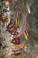 CSO002 Muricea sp., Thalassoma lucasanum y Halichoeres dispilus1.jpg