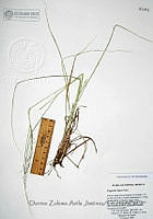 DZAJ2098 Eragrostis lugens.JPG