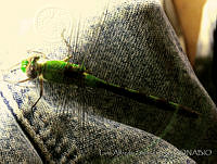 LASL0027 Erythemis vesiculosa.jpg