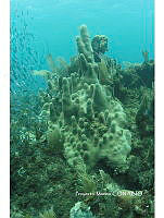 PMC0038 Agaricia sp..JPG