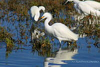 VOAP0085 Egretta thula.jpg