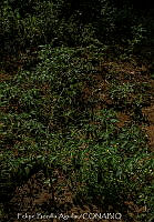 FBA1234 Solanum lycopersicum.jpg