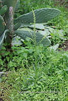SG002 0092 Reseda luteola.jpg