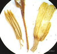 SL2609 Dahlia merckii.jpg