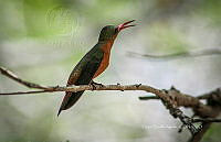 FBA0964 Amazilia rutila.jpg