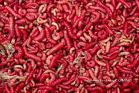 3R00709 Comadia redtenbacheri.jpg