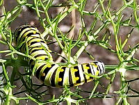 SG002 0217 Papilio polyxenes.jpg