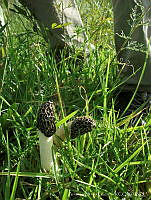 ABG001 Phallus sp..jpg