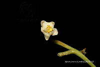Tlatlau 0189 Turpinia insignis (Kunth) Tul..jpg
