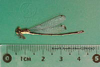 MRAA 0006 Apanisagrion lais.JPG