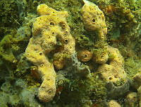 VDLCF0253 Aplysina insularis.jpg