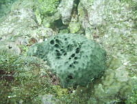 VDLCF0989 Ircinia strobilina.jpg