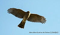 AAKVDH 0212 Accipiter striatus.JPG