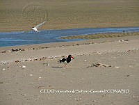 NBA152 Haematopus palliatus.jpg