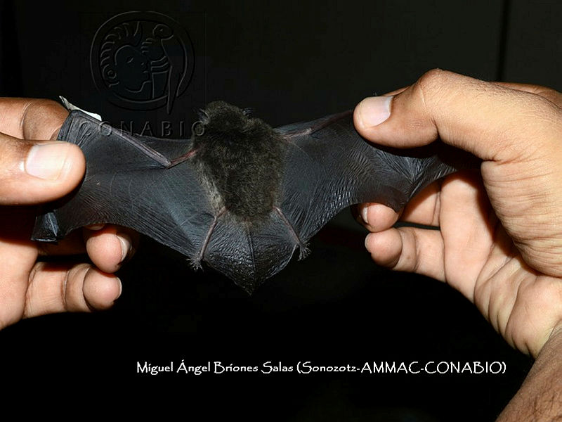 ProyME004%2002520%20Myotis%20elegans.jpg.kCeN47n1MaPRlWdjQA3g0JtbmFja29CbnFuZ3NAbXJ6LGtwZwA.BwXLh99J9h