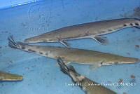 LCF0456 Lepisosteus sp..jpg