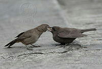 MGaves 2353 Pipilo fuscus y Molothrus aeneus.jpg