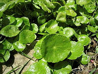 JRBBFM026-119 Hydrocotyle bonariensis.jpg