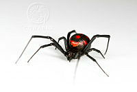 MASM06965 Latrodectus mactans.jpg