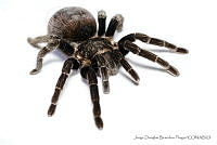 JDBP0073 Brachypelma vagans.jpg