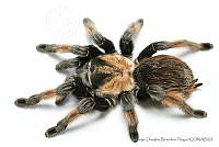 JDBP0080 Brachypelma emilia.jpg