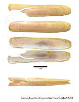 KT014 0363 Solen rostriformis.JPG