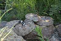 RHLS0019 Crotalus atrox.jpg