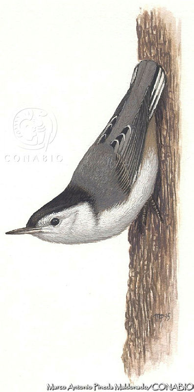 Sitta carolinensis