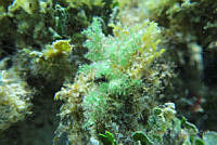 BDP0131 Laurencia intricata.jpg