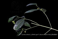 Atleq 0024 Faramea occidentalis.jpg