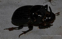 VHHT097 Dichotomius amplicollis.jpg