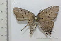 VJAP011 Pseudolycaena damo.jpg