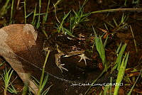 JCC0428 Lithobates berlandieri.JPG