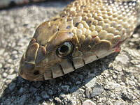 JLE0062 Pituophis catenifer.jpg