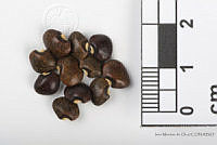 IMDOC2550 Phaseolus lunatus.jpg