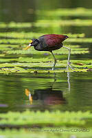 FJAC02 Jacana spinosa.jpg