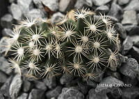 3R 01017 Mammillaria saboae.tif